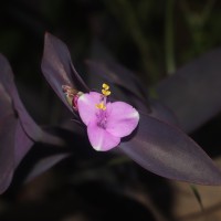 Tradescantia pallida (Rose) D.R.Hunt